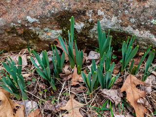 Fototapeta premium first daffodil leaves growing in early spring