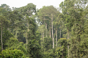 tropical rainforest, Kakum national park, Ghana