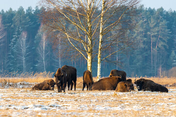 Wild European bisons on the field, snow covered, landscape panorama