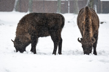 Bison inside Bialowieski National Park, ZOO park, European Bison Show Reserve