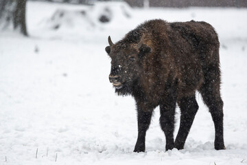 Young bison inside Bialowieski National Park, ZOO park, European Bison Show Reserve