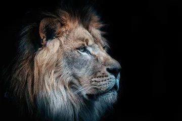 Fotobehang portrait of a lion © Hannah