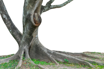 Banyan tree picture cut to put on a white background.