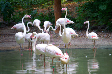 Pink flamingo birds relaxing in a garden pond