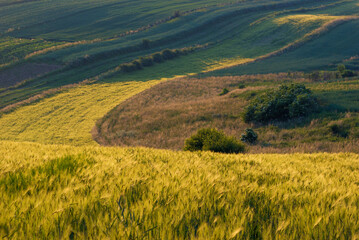 grain field in spring