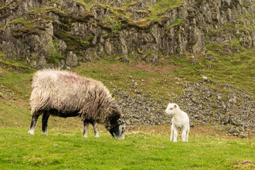 Sheep and lamb 2166