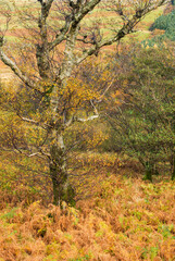 autumn in the forest 1786