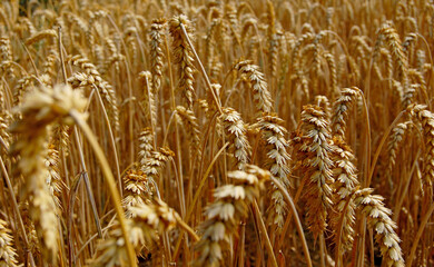 golden wheat field
