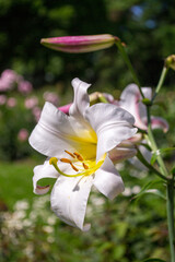 Lilia Close up of beautiful summer Garden with flowers. Sunny day.