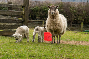 Obraz premium Lakeland sheep with two lambs 0338