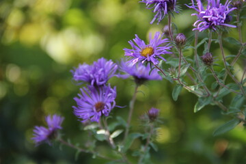 Purple Alpine Daisy Wildflowers