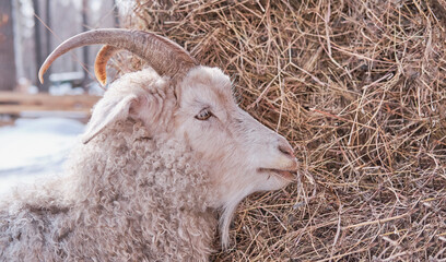 Close-up portrait of a goat eating hay on a farm