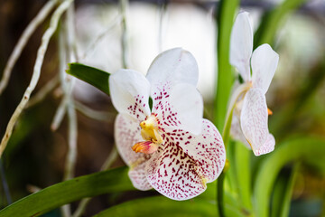 Close up view of a exotic gold white spot vanda orchid plant in bloom