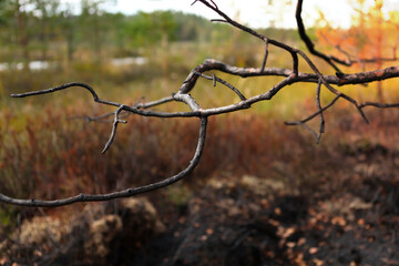 A branch of a pine tree, burnt after a forest fire.