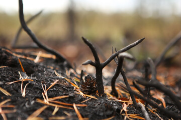 Forest after the fire, burnt grass and bushes.
