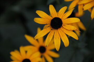 Black-Eyed Susan Wildflower