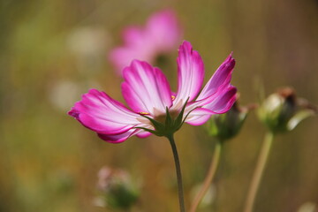 Obraz premium pink cosmos flower in the garden