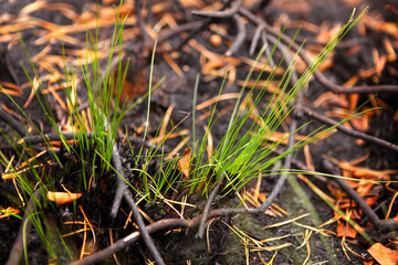 Germination of grass after a fire, restoration of nature.