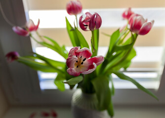 Withered tulips in vase on window,close up.Dying tulips.