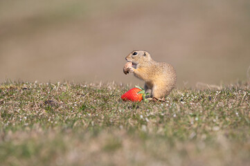 Spermophilus citellus eating and playing with a walnut on the meadow
