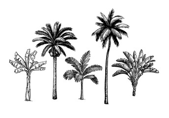 Palm tree set. - 420127793