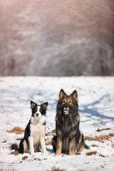 Owczarek niemiecki. Border collie. Rasowy pies. Szkolenie psów. Inteligentne psy. Portrety psów. Zabawa ze zwierzakiem. Psie sesje zdjęciowe na letniej łące. śmieszne psy. Pupile.