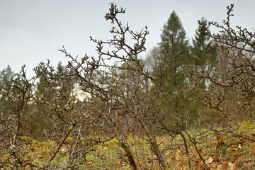 bare bush on a meadow in woodland