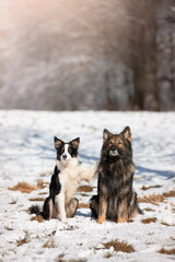 Obraz premium Owczarek niemiecki. Border collie. Rasowy pies. Szkolenie psów. Inteligentne psy. Portrety psów. Zabawa ze zwierzakiem. Psie sesje zdjęciowe na letniej łące. śmieszne psy. Pupile.