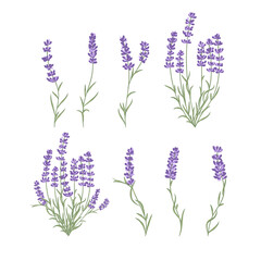 Fresh cut fragrant lavender plant flowers bunch, realistic icons set isolated vector illustration. © ku4erashka