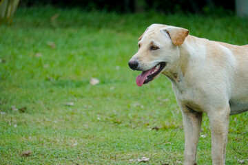 White labrador in garden Selective Focus