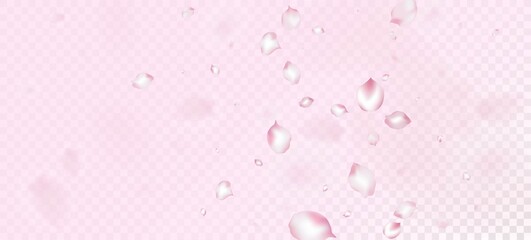 Cherry Sakura Petals Confetti. Flying Japanese Rose Sakura Cherry