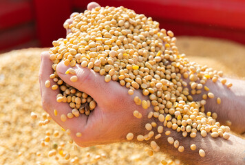 Hands of peasant holding soy beans