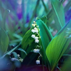 Foto auf Alu-Dibond Lily of the valley spring flowers close up © Katerina Schneider