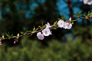 Pink cherry blossom. Sakura power flowers. Sakura bloom, close up. Pink cherry blossoming flowers, bokeh light background