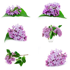Collection of blossoming branches of lilac (Syringa vulgaris) isolated on a white background.