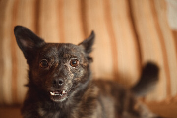 dog on the light coloured background local light dark pooch