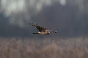 Hen harrier Circus cyaneus hunting