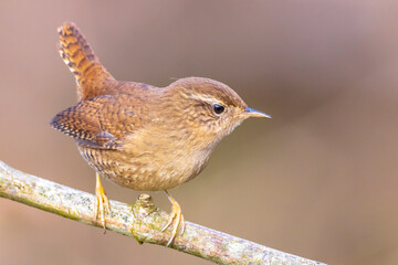 Eurasian Wren bird, Troglodytes troglodytes, display, perched