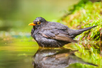 Blackbird male (turdus merula) standing in water