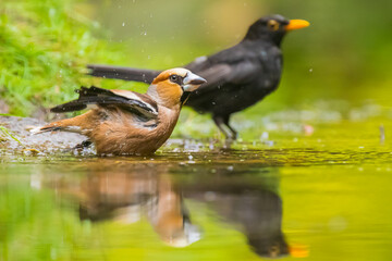 Closeup of a wet hawfinch male Coccothraustes coccothraustes and blackbird, Turdus merula washing preening and cleaning in water.