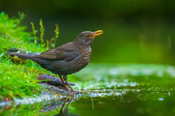 Closeup of a Common Blackbird female, Turdus merula washing, preening, drinking and cleaning in water.