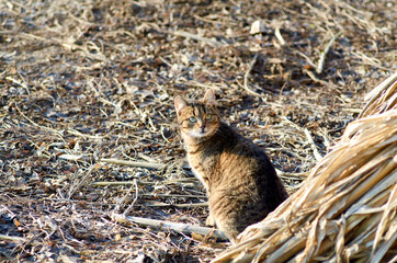 Photo of a tabby cat looking up