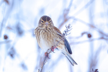 common reed bunting, Emberiza schoeniclus, foraging in snow, beautiful cold Winter setting