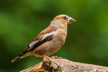 Closeup of a male hawfinch Coccothraustes coccothraustes songbird perched in a forest.