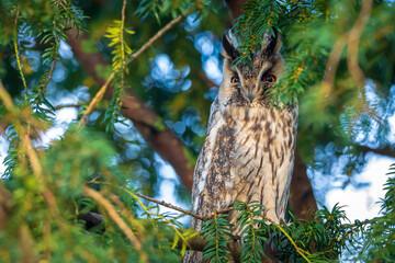 Long eared owl Asio otus, bird of prey perched in a tree