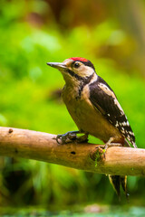 Closeup of a great spotted woodpecker (Dendrocopos major) perched in a forest