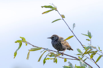 Male common starling bird Sturnus vulgaris with beautiful plumage