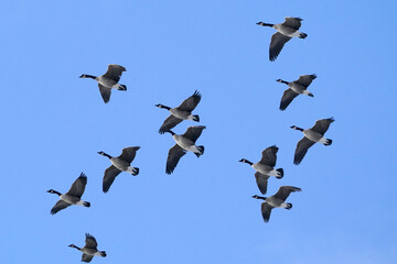 Canada Geese in flight in bright blue sky in early spring on freezing but sunny day