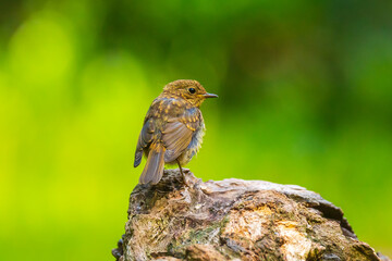 European robin bird (Erithacus rubecula) chick