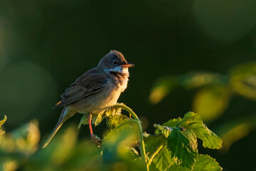 Whitethroat bird, Sylvia communis, foraging in a meadow